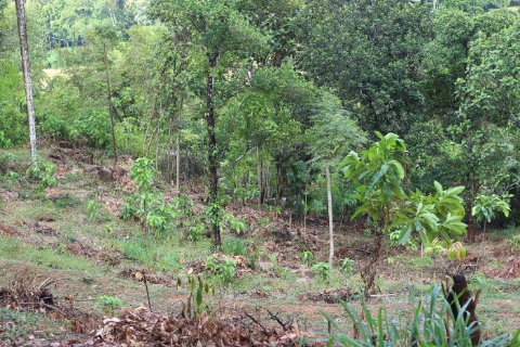 Land Sale In Pasyala